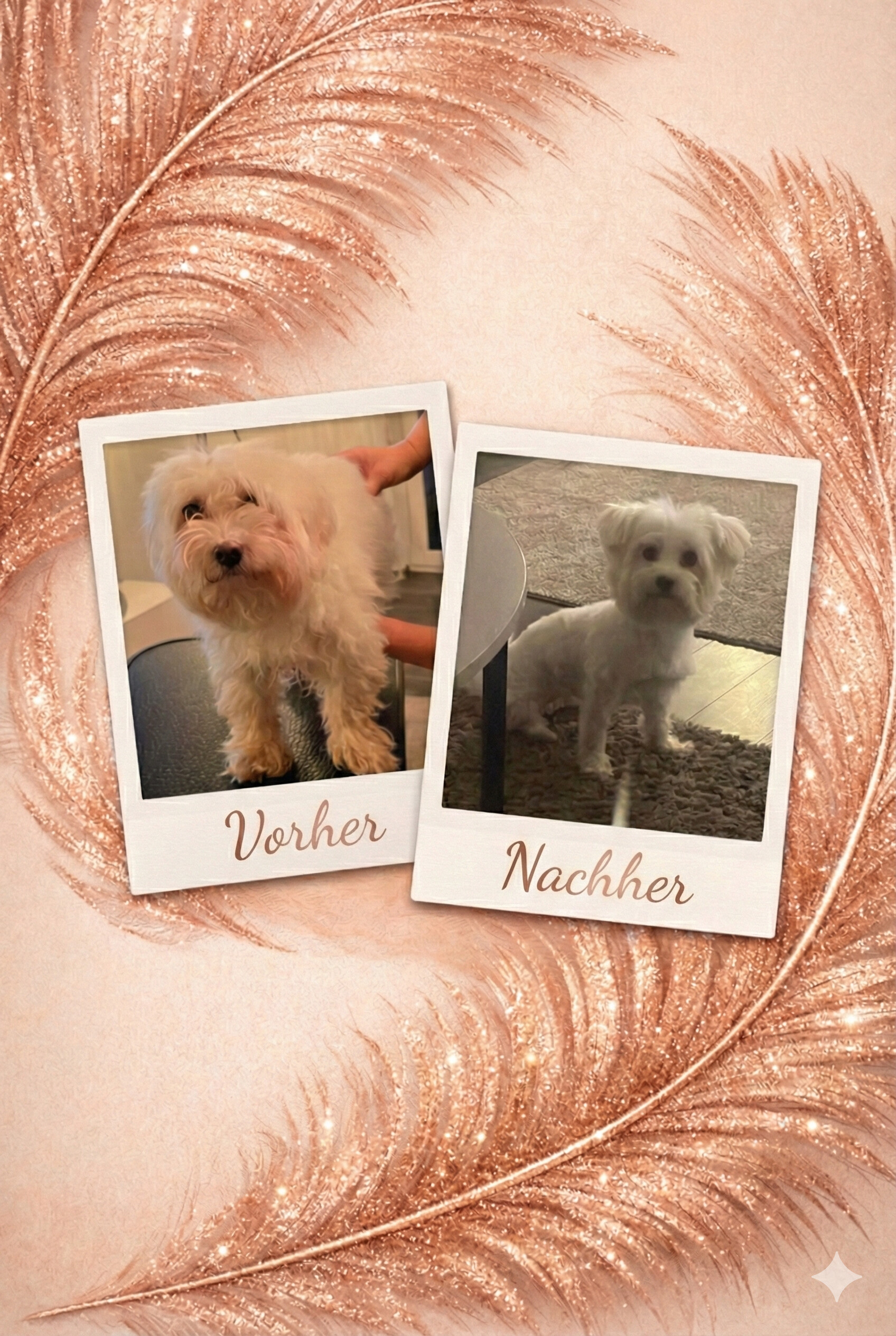 Vorher Nachher Hundepflege durch mobile Hundefriseurin in Düren